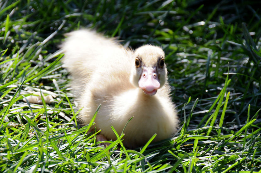  - 04 Rate lesesti 2020