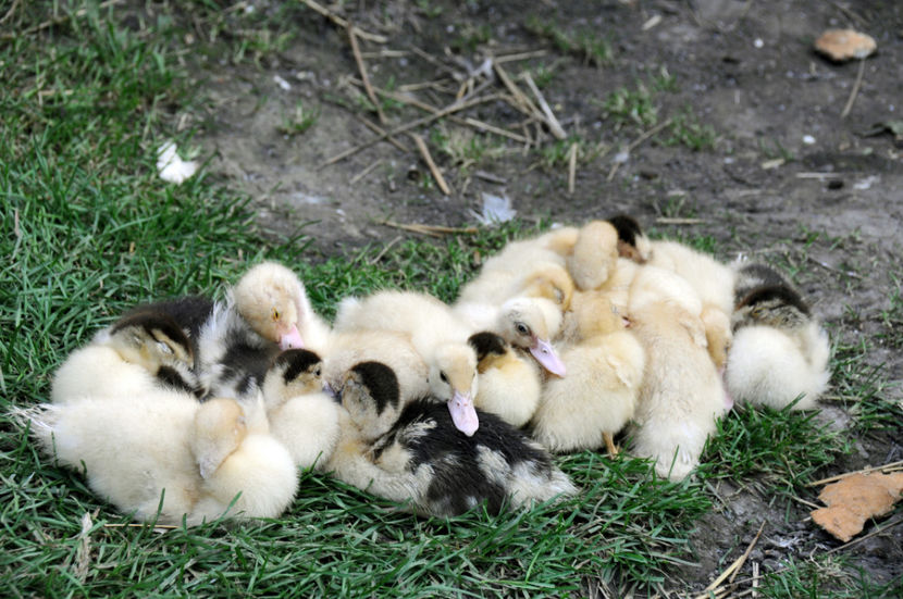  - 04 Rate lesesti 2020