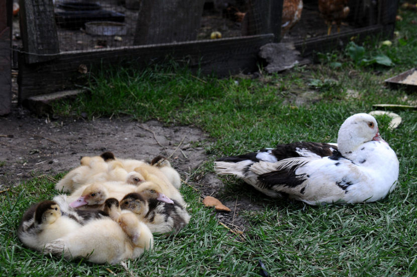  - 04 Rate lesesti 2020