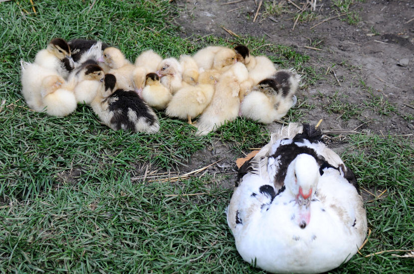  - 04 Rate lesesti 2020