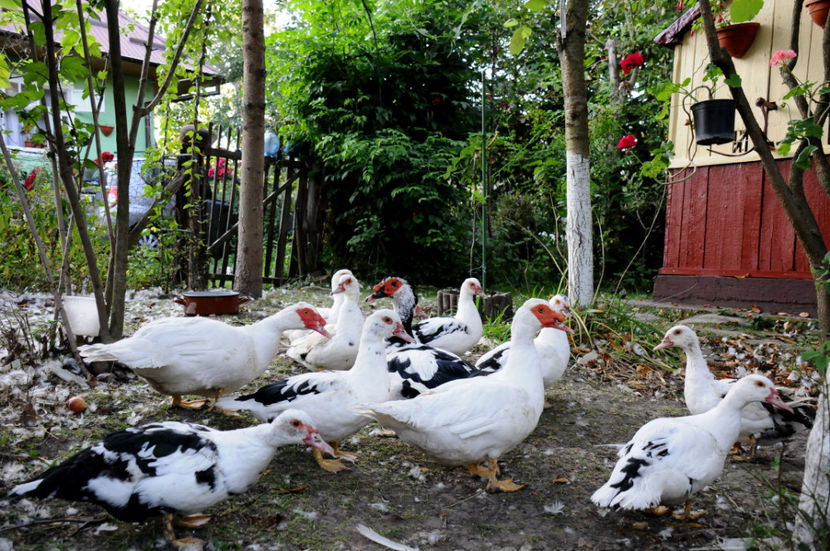  - 04 Rate lesesti 2020