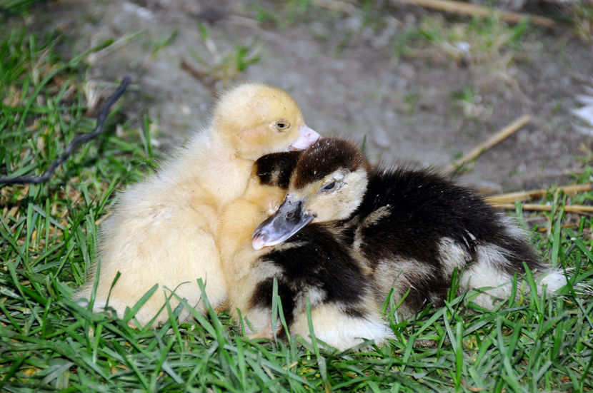  - 04 Rate lesesti 2020