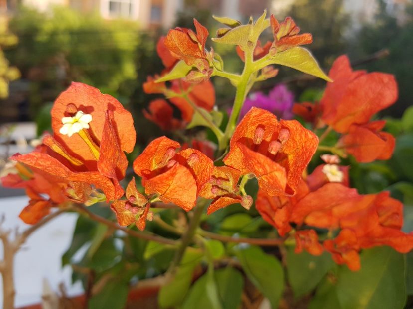  - Bougainvillea 2020