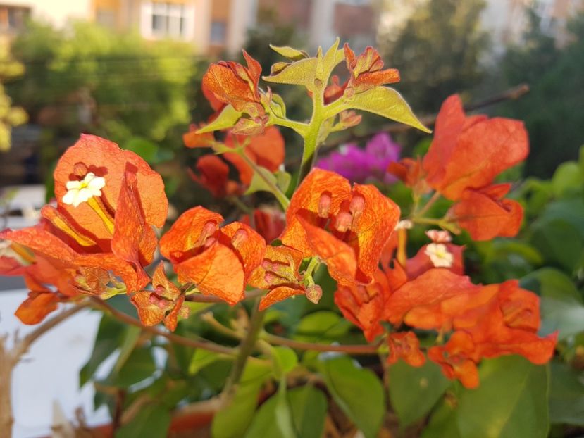  - Bougainvillea 2020