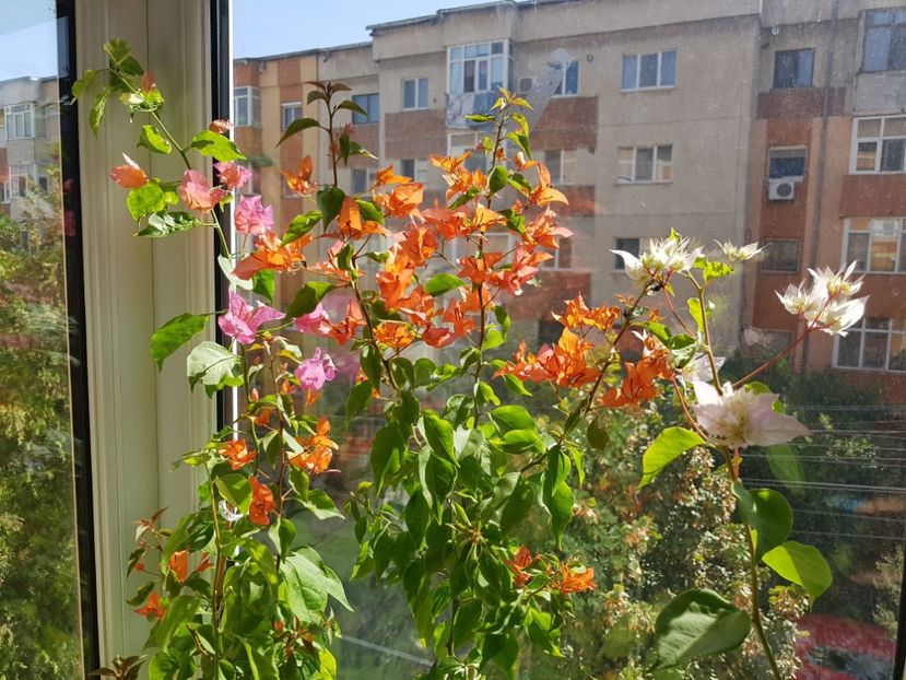  - Bougainvillea 2020