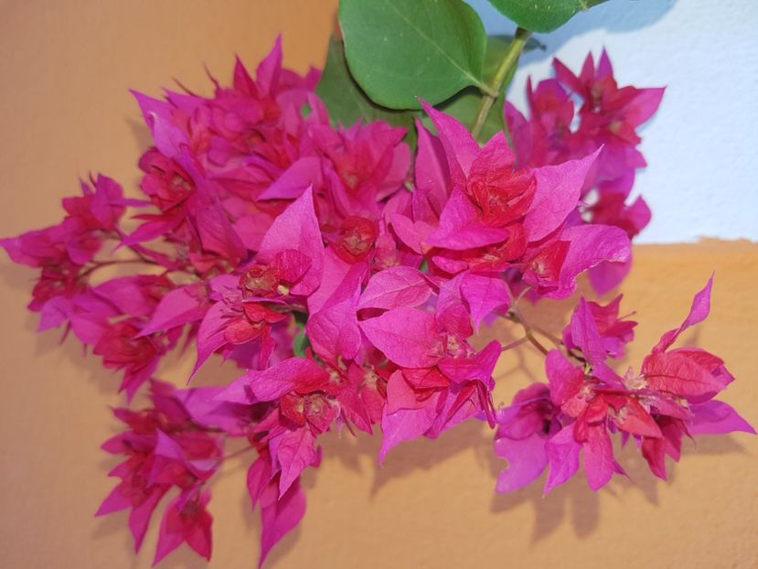  - Bougainvillea 2020