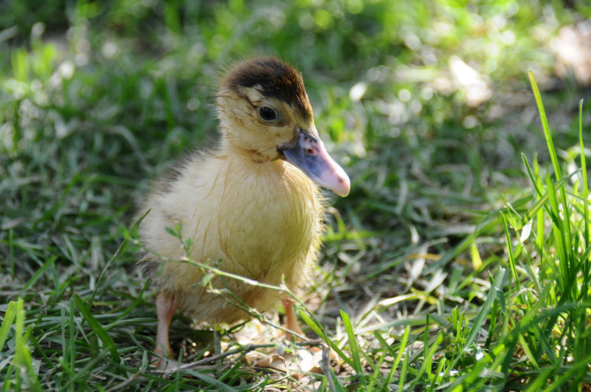  - 04 Rate lesesti 2020