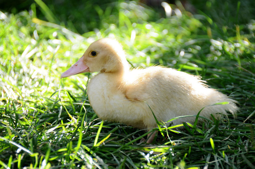  - 04 Rate lesesti 2020