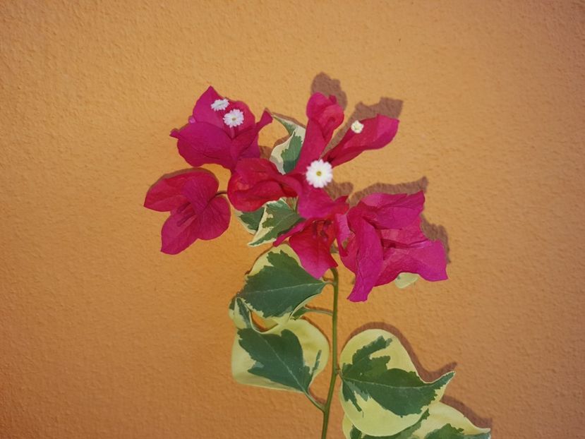  - Bougainvillea 2020