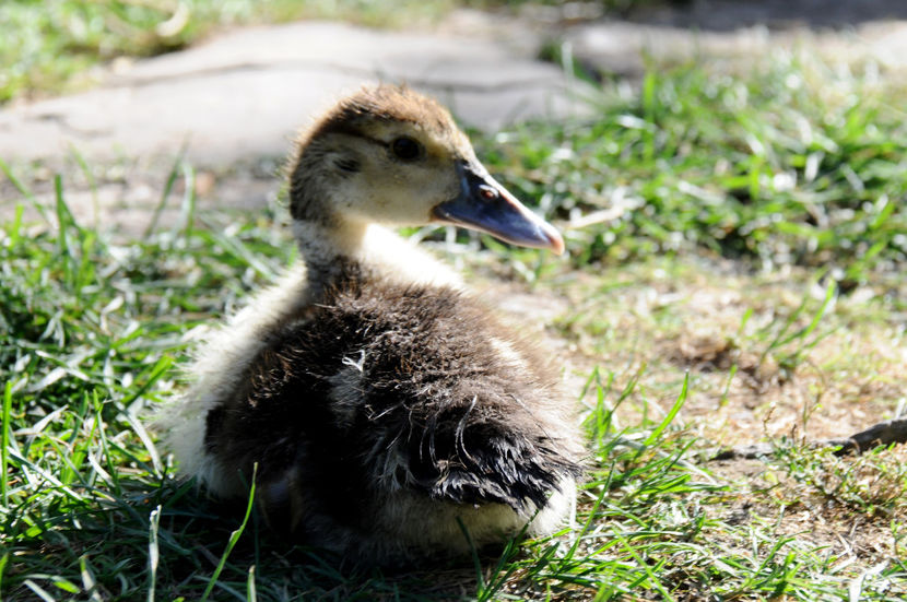  - 04 Rate lesesti 2020