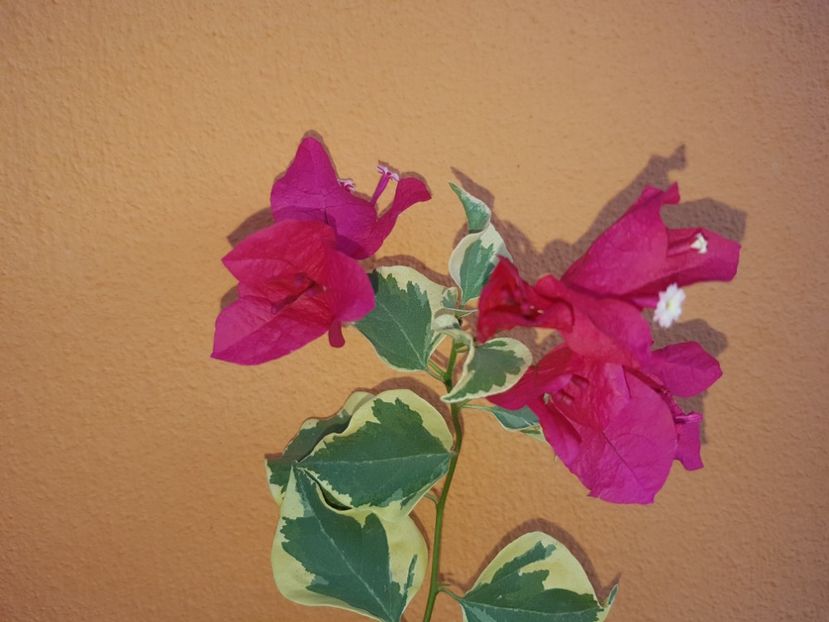  - Bougainvillea 2020