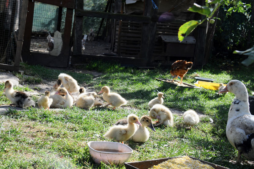  - 04 Rate lesesti 2020