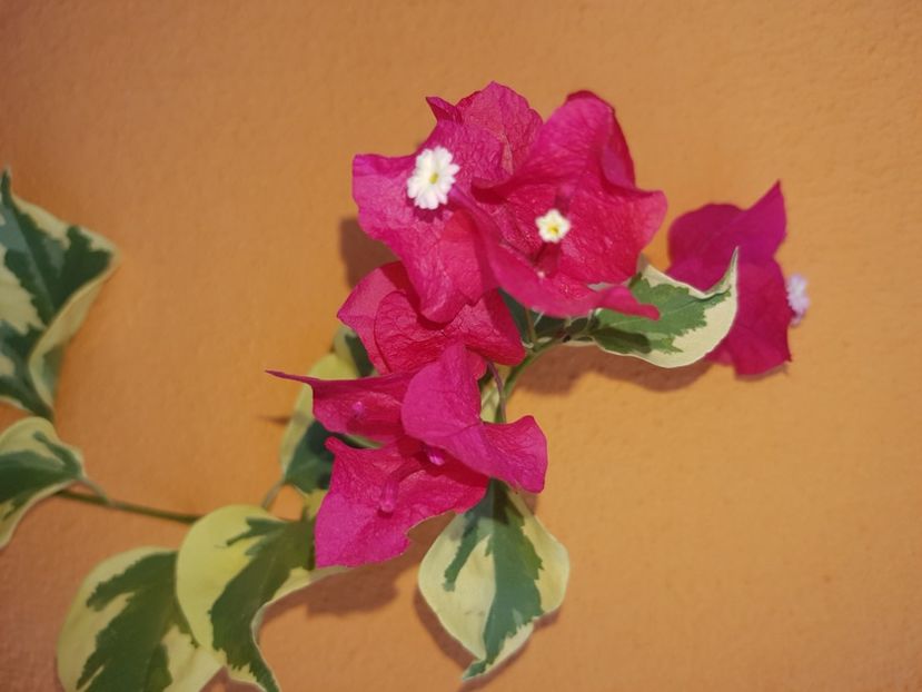  - Bougainvillea 2020