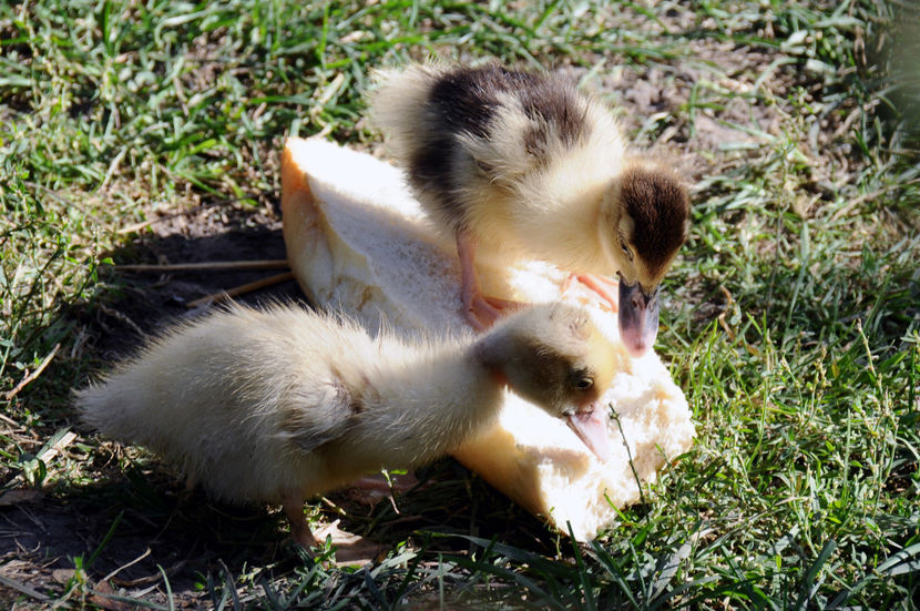  - 04 Rate lesesti 2020