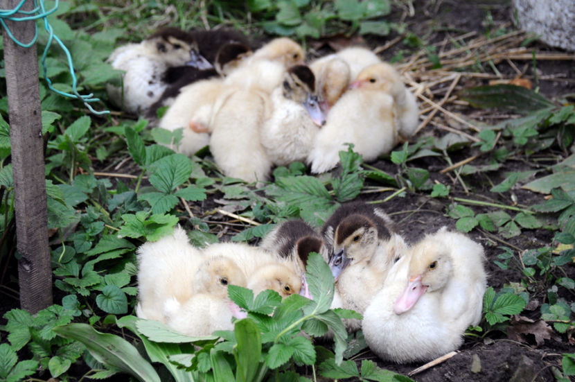  - 04 Rate lesesti 2020