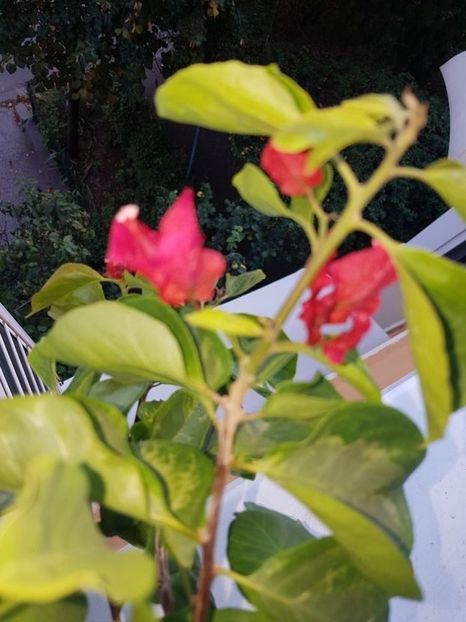  - Bougainvillea 2020