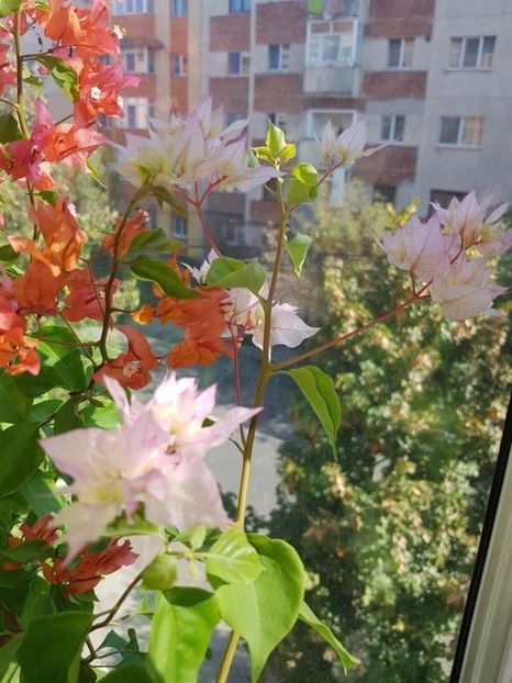 113795620 (1) - Bougainvillea 2020