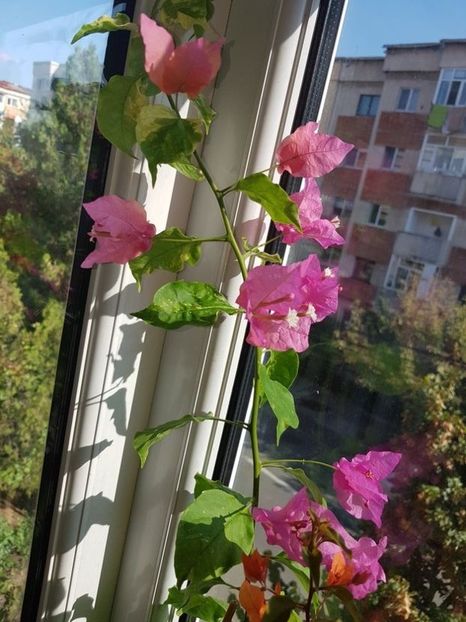 - Bougainvillea 2020