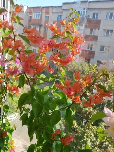  - Bougainvillea 2020