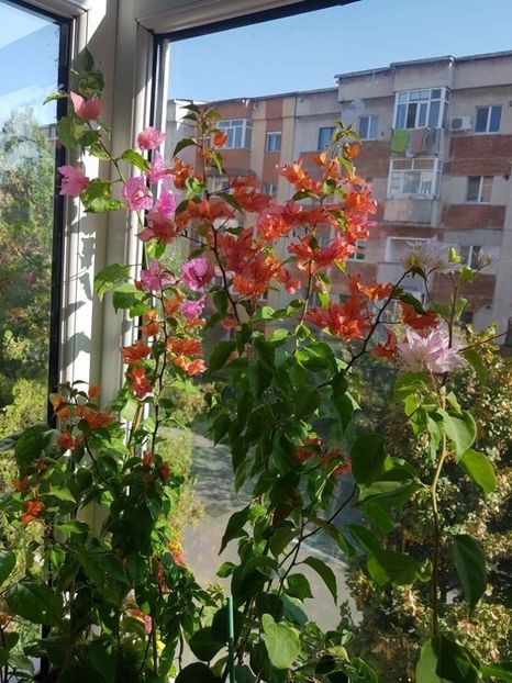 113795623 (1) - Bougainvillea 2020