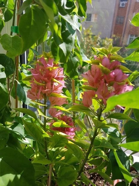  - Bougainvillea 2020