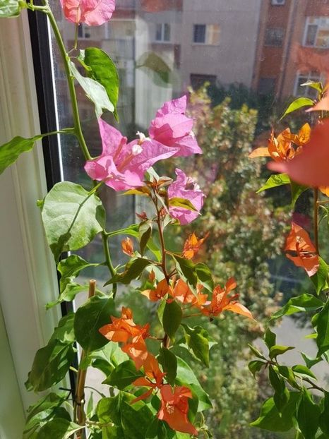  - Bougainvillea 2020
