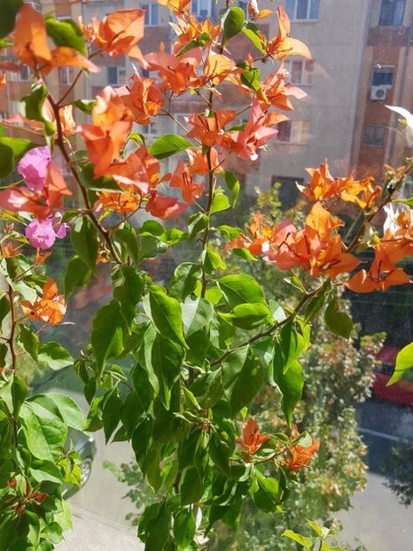  - Bougainvillea 2020