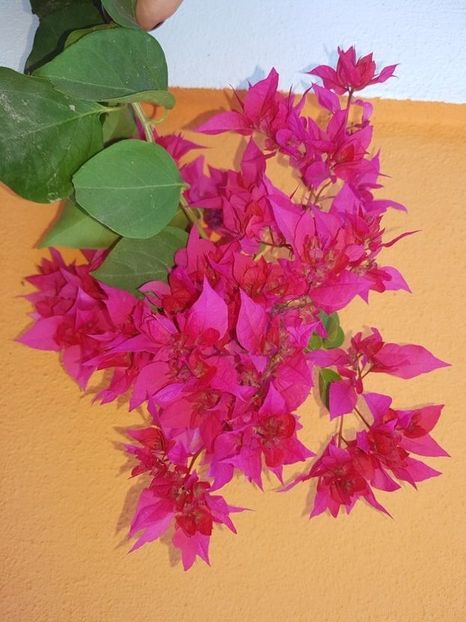  - Bougainvillea 2020