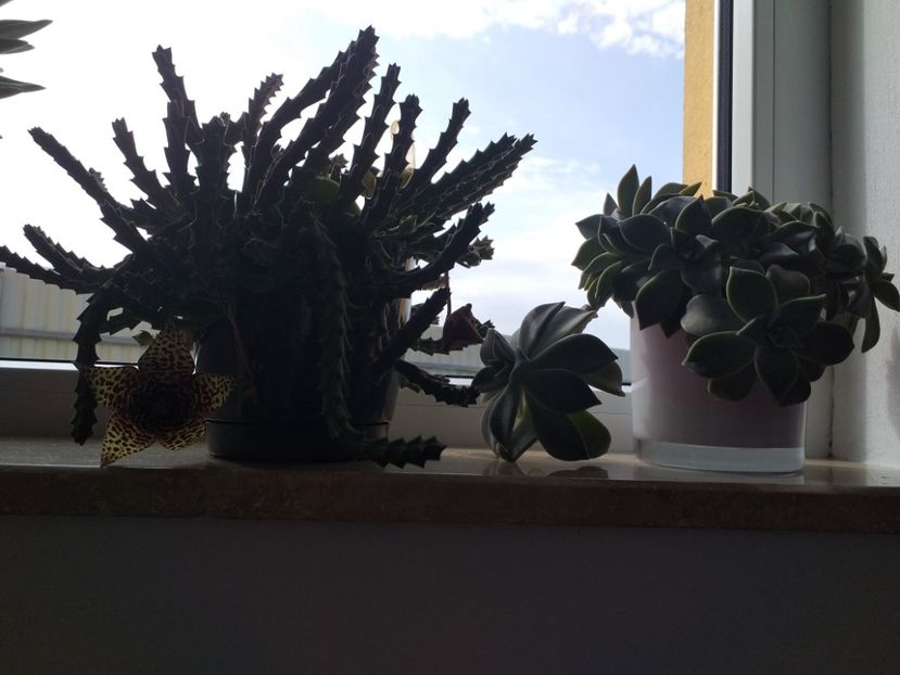  - cactus și suculente
