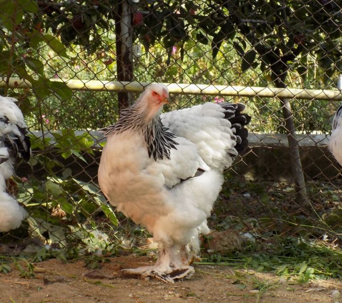  - VIITOR SPERANTE 2021