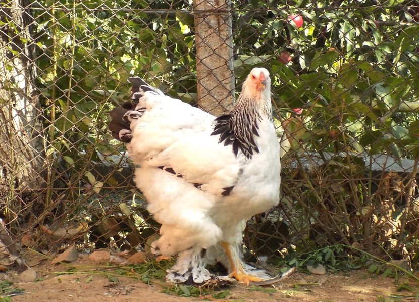  - VIITOR SPERANTE 2021