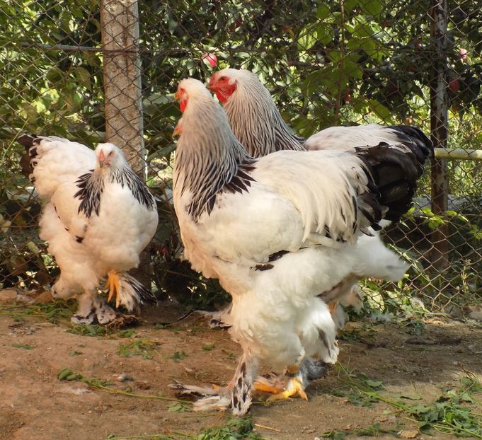  - VIITOR SPERANTE 2021