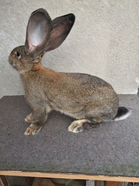 D9908BAB-AF88-46E5-83EC-8BEC5822D147 - RO 8-3054