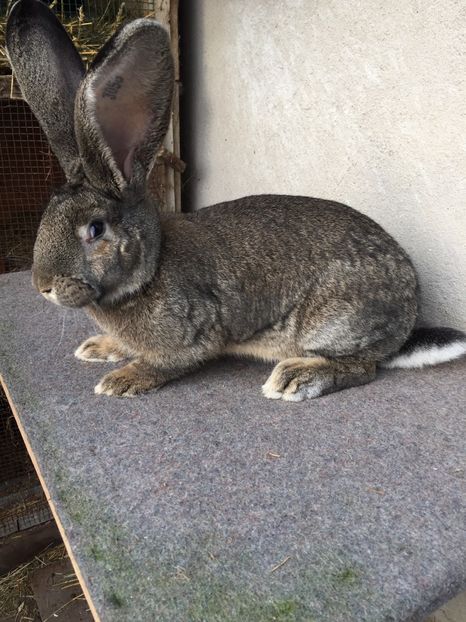 AB393807-927A-463D-BD4B-9516AE20462C - RO 8-3056