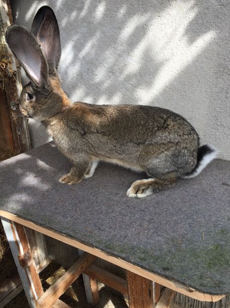 7E9285F6-1AAB-4C2D-8F7D-F5BC2558BF3C - RO 8-3034