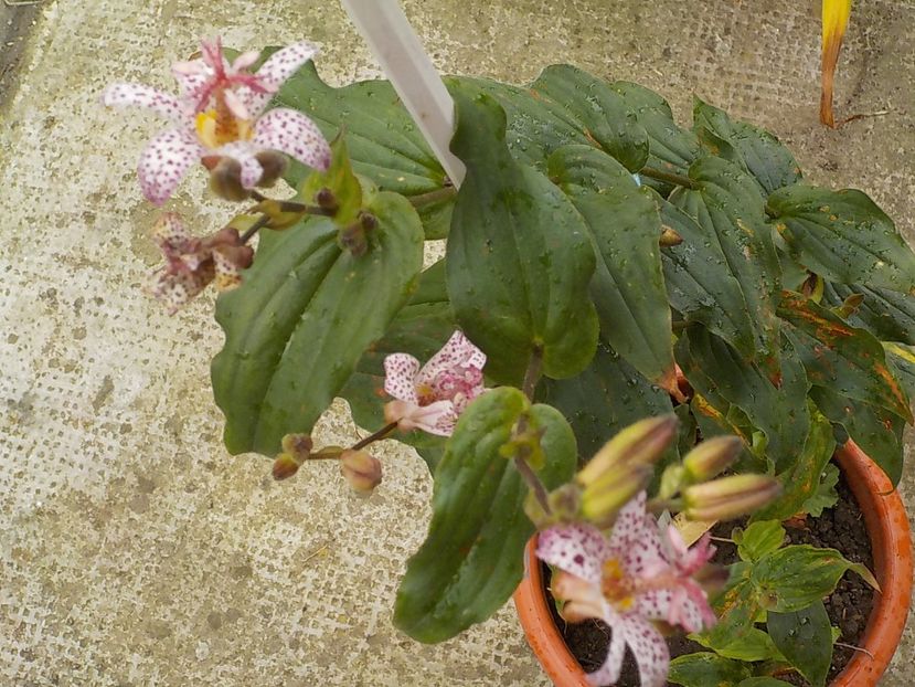  - tricyrtis hirta