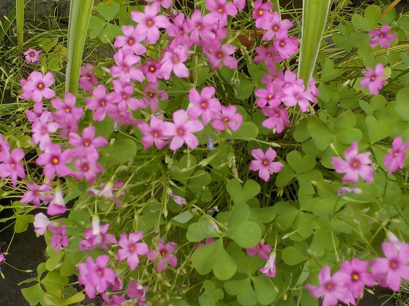  - oxalis rubra