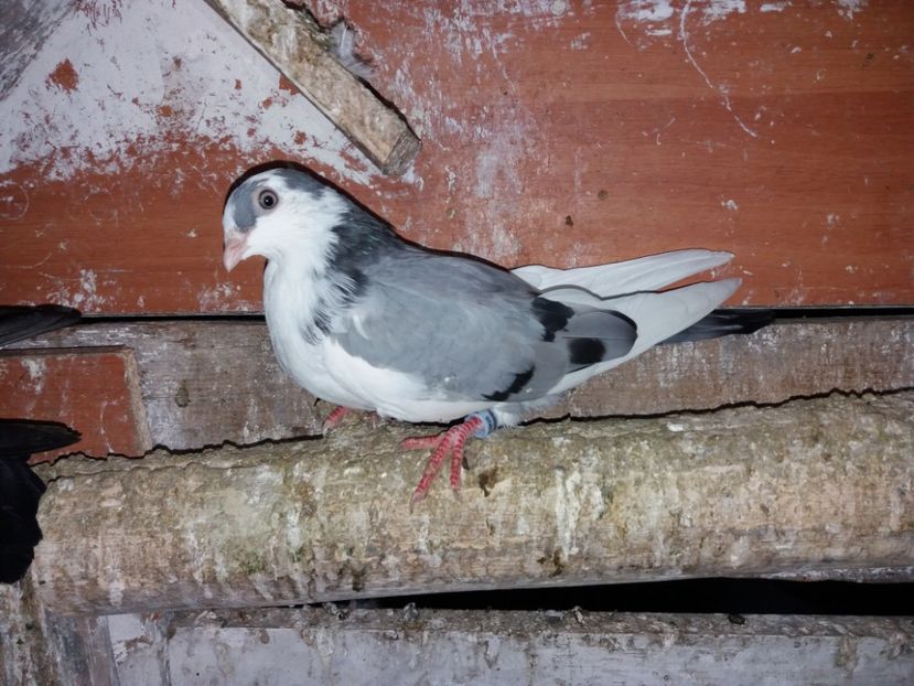 8796  femelă  2020 - Plecați ALBUM 3