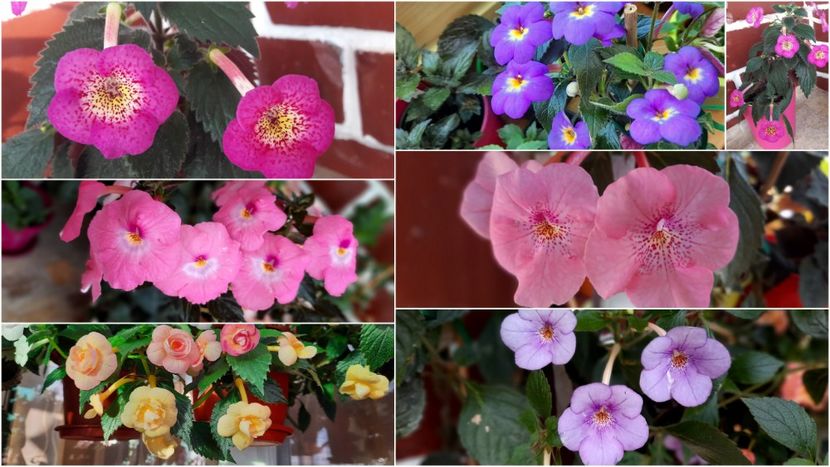 Roberto Frias (RFs) - 2020 Hibridizatori