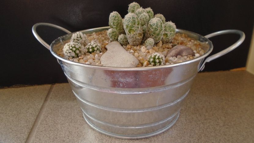 Grup de 2 Mammillaria vetula ssp. gracilis - Cactusi 2020 evolutie vara bis