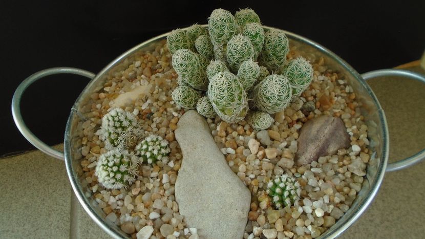 Grup de 2 Mammillaria vetula ssp. gracilis - Cactusi 2020 evolutie vara bis