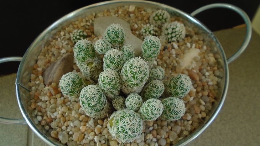 Grup de 3 Mammillaria vetula ssp. gracilis - Cactusi 2020 evolutie vara bis