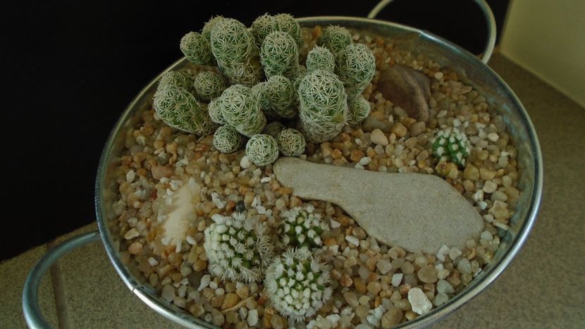 Grup de 2 Mammillaria vetula ssp. gracilis - Cactusi 2020 evolutie vara bis