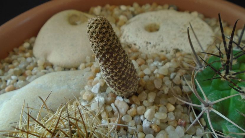 Thelocephala (Eriosyce) napina v. duripulpa - Cactusi 2020 evolutie vara bis