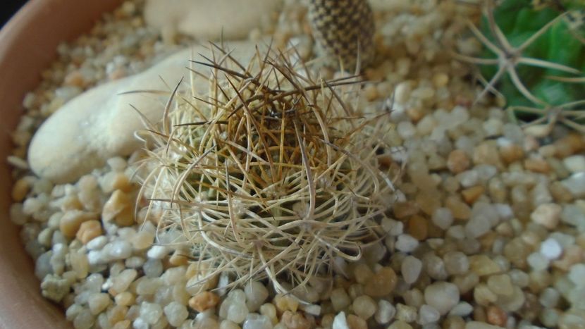 Pyrrhocactus eriosyzioides (Eriosyce kunzei) - Cactusi 2020 evolutie vara bis