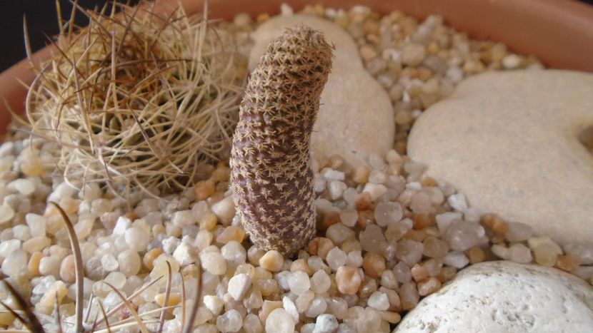 Thelocephala (Eriosyce) napina v. duripulpa - Cactusi 2020 evolutie vara bis