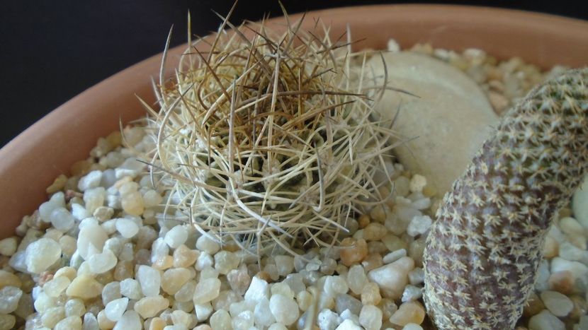 Pyrrhocactus eriosyzioides (Eriosyce kunzei) - Cactusi 2020 evolutie vara bis