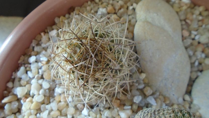 Pyrrhocactus eriosyzioides (Eriosyce kunzei) - Cactusi 2020 evolutie vara bis
