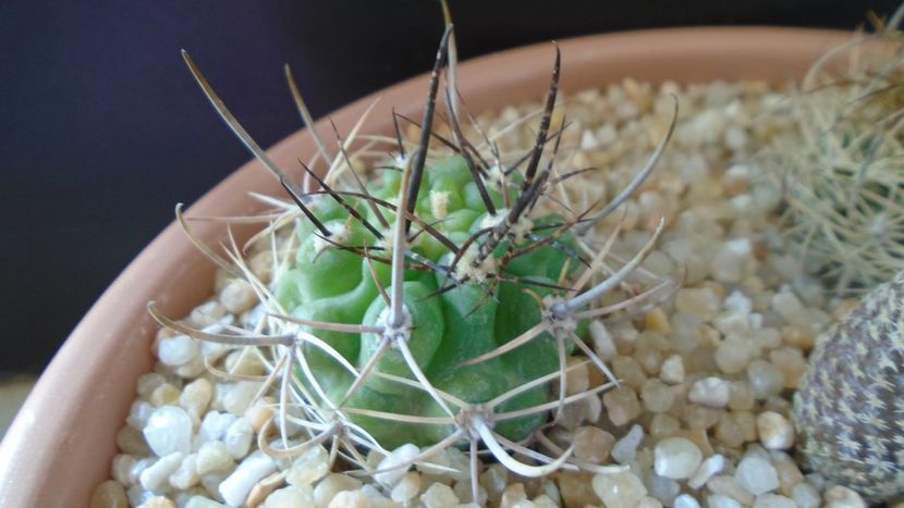 Pyrrhocactus multicolorispinus (Eriosyce strausiana ssp. multicolorispinus) - Cactusi 2020 evolutie vara bis