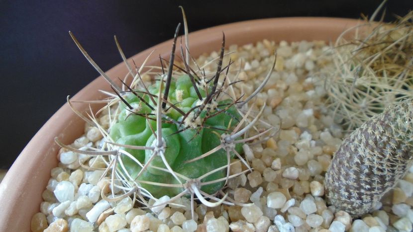 Pyrrhocactus multicolorispinus (Eriosyce strausiana ssp. multicolorispinus) - Cactusi 2020 evolutie vara bis